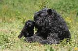 BOUVIER DES FLANDRES 487